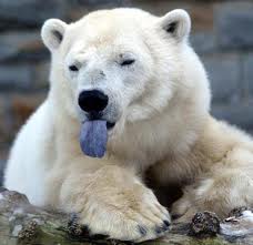 polar bear