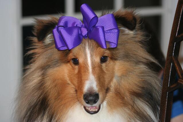 zws plm mascot