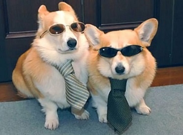 Cool_Dressed_Up_Dogs_small.jpg