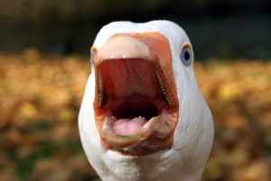 Goose gander.jpg