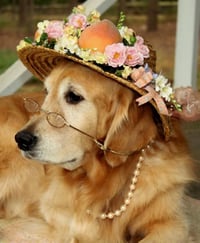 dog_dressed_up.jpg