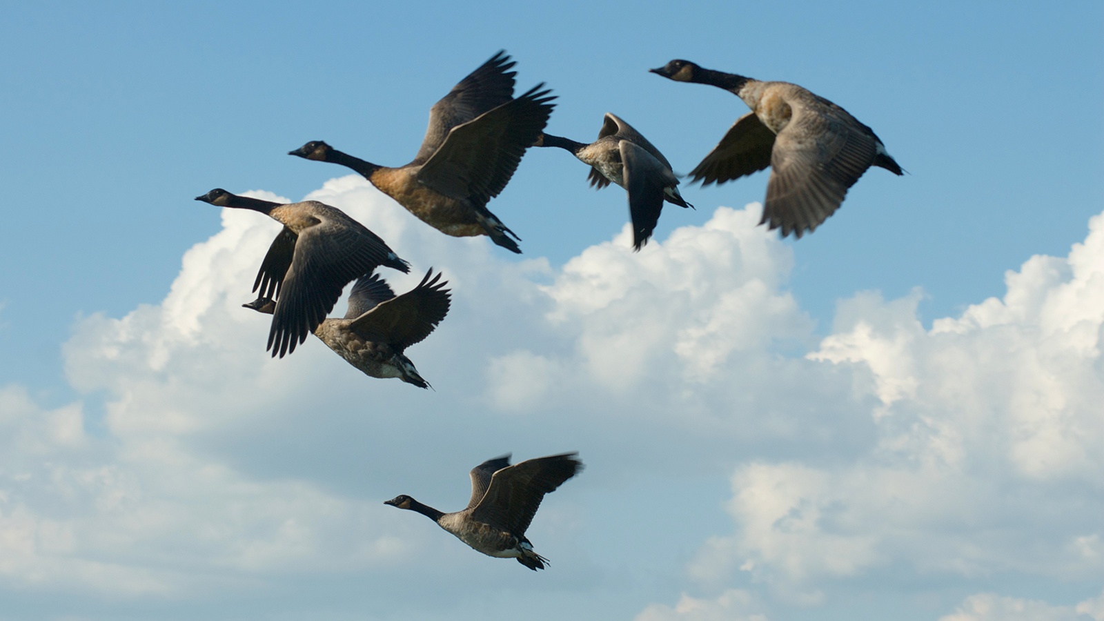 The PLM State: What is Good for the Goose is Good for the Gander - A PLM  Path to the Cloud