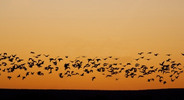 Streamlined Migration